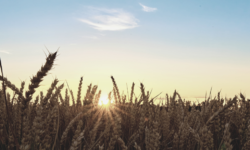 Agri-Food Sector Report