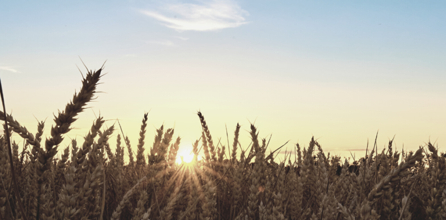 Agri-Food Sector Report